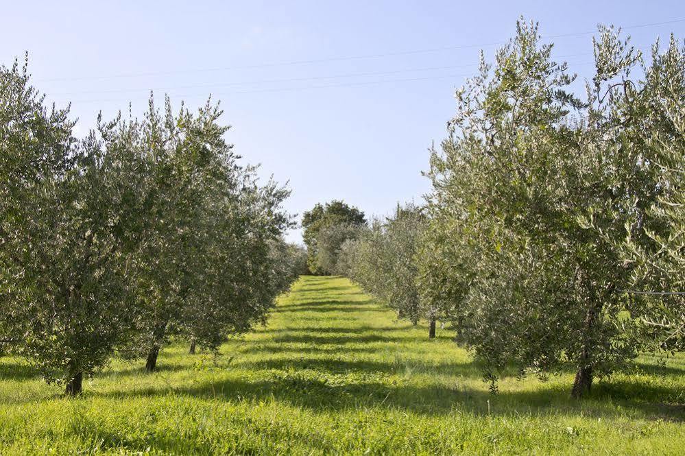 Villa Campestri Olive Oil Resort Vicchio Exteriér fotografie